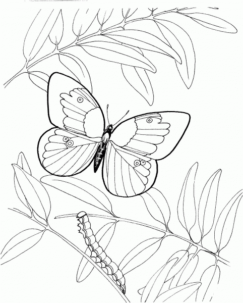 Caterpillar and Butterfly 3 coloring page image