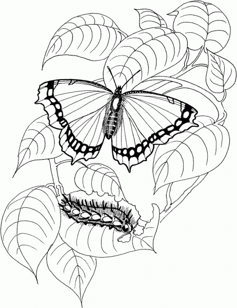 Caterpillar and Butterfly 4 coloring page image