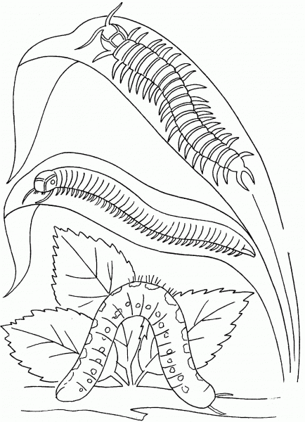 Caterpillar And Centipedes coloring page image