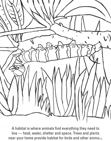 Caterpillar coloring page image