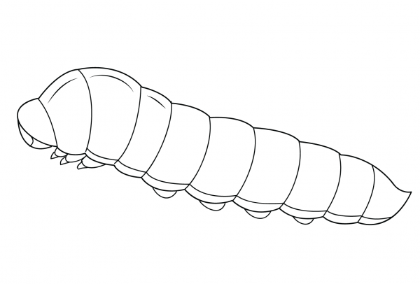 Caterpillar coloring page image