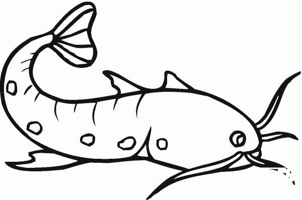Catfish 11 coloring page image