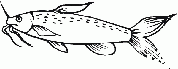 Catfish 14 coloring page image