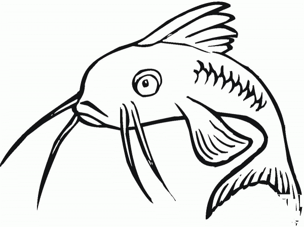 Catfish 16 coloring page image
