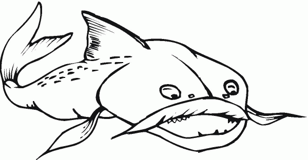 Catfish 17 coloring page image