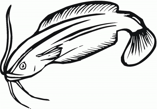 Catfish 18 coloring page image