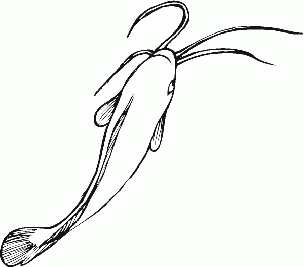 Catfish 19 coloring page image
