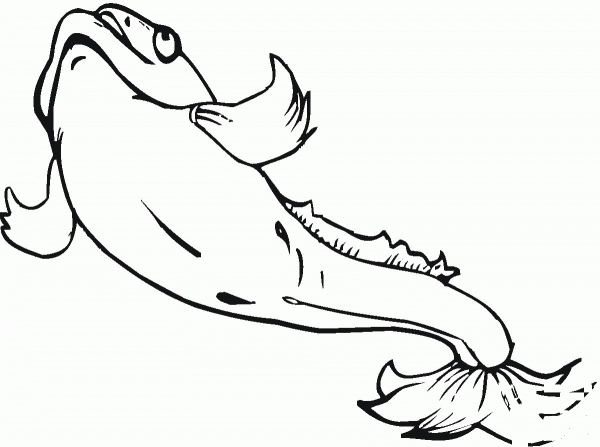 Catfish 20 coloring page image