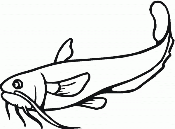 Catfish 21 coloring page image