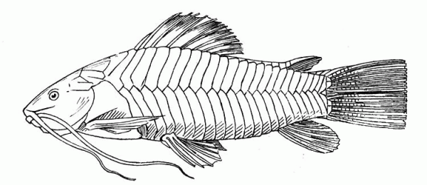 Catfish 3 coloring page image