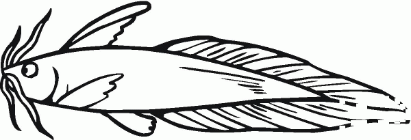 Catfish 5 coloring page image