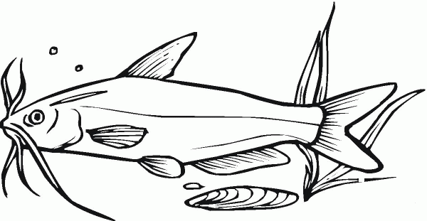 Catfish 8 coloring page image