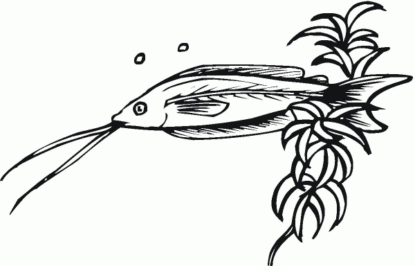 Catfish 9 coloring page image