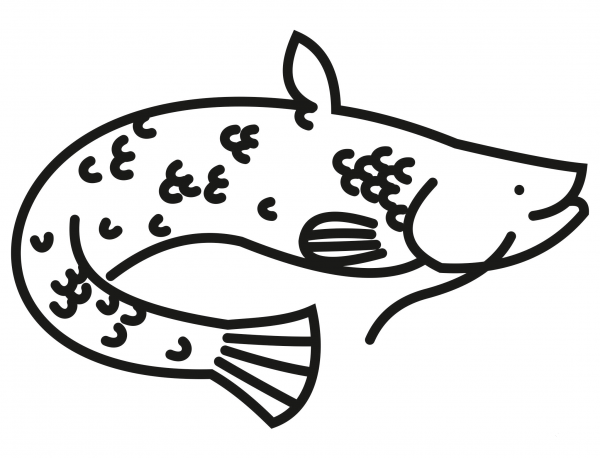 Catfish coloring page image