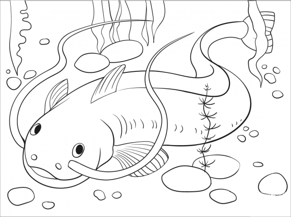 Catfish coloring page image