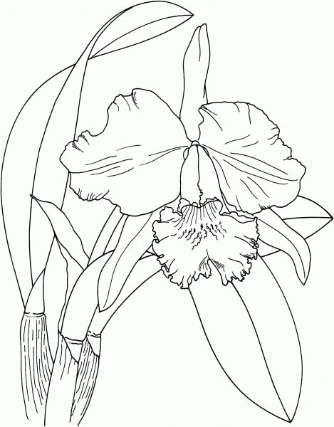 Cattleya Easter Orchid coloring page image