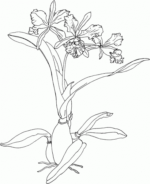 Cattleya Maxima or Christmas Orchid coloring page image