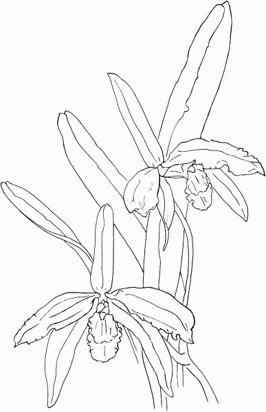 Cattleya Perrinii or Perrin’s Sophronitis Orchid coloring page image