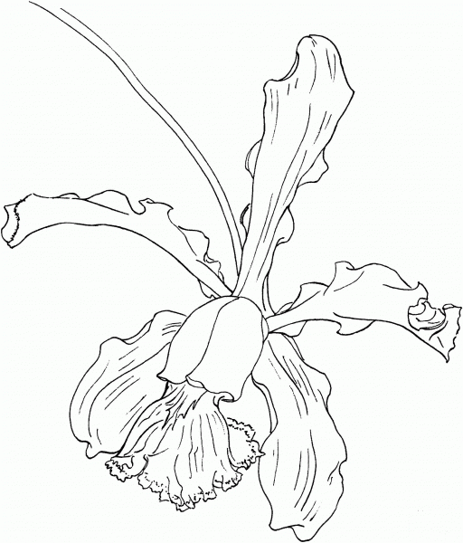 Cattleya Schilleriana Orchid coloring page image