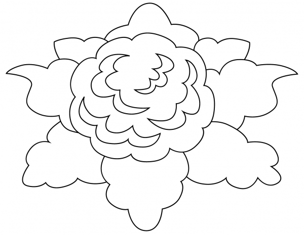 Cauliflower coloring page image