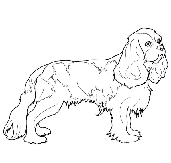 Cavalier King Charles Spaniel coloring page image