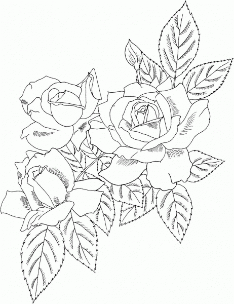 Cecile Brunner or Polyantha Rose Bush coloring page image