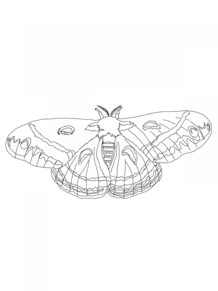 Cecropia Moth coloring page image