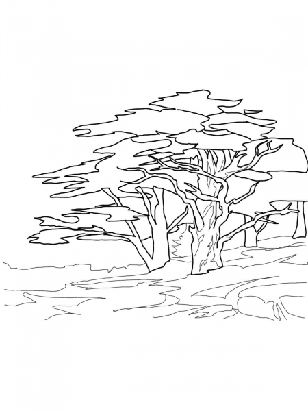 Cedar Trees coloring page image