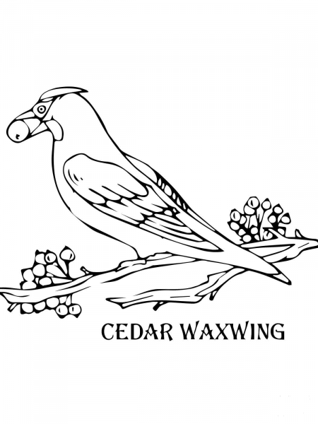 Cedar Waxwing coloring page image