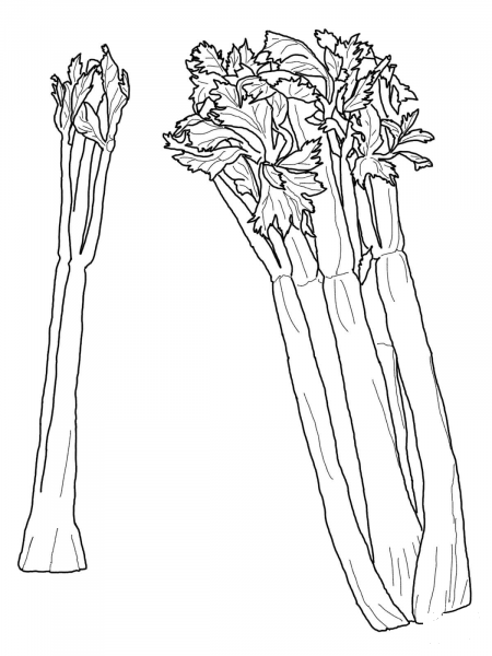 Celery coloring page image