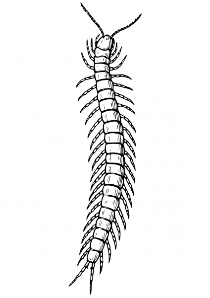 Centipede coloring page image