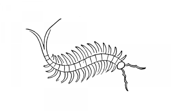 Centipede coloring page image