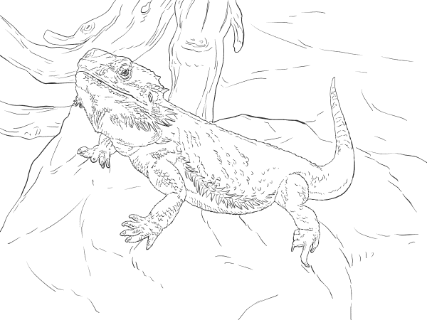 Central Bearded Dragon coloring page image