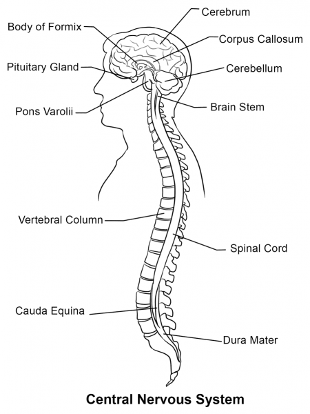 Central Nervous System coloring page image