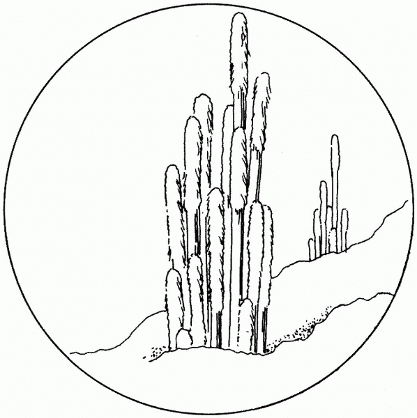 Cephalocereus Senilis or Old Man Cactuses coloring page image