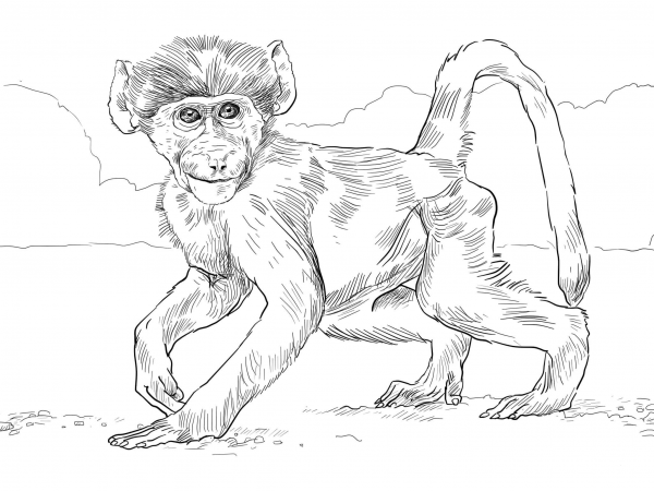 Chacma Baboon Baby coloring page image