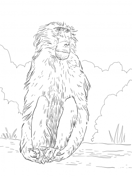 Chacma Baboon coloring page image