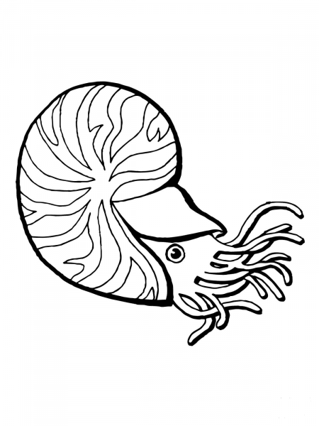 Chambered Nautilus coloring page image