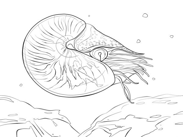 Chambered Nautilus Nautilus Pompilius coloring page image