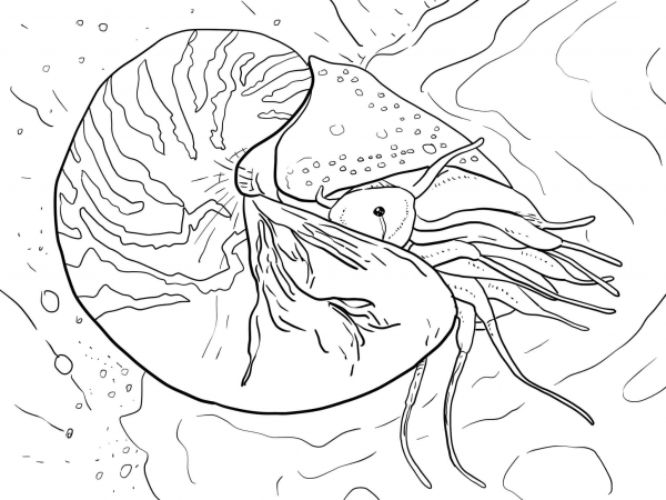 Chambered Nautilus or Nautilus Pompilius coloring page image