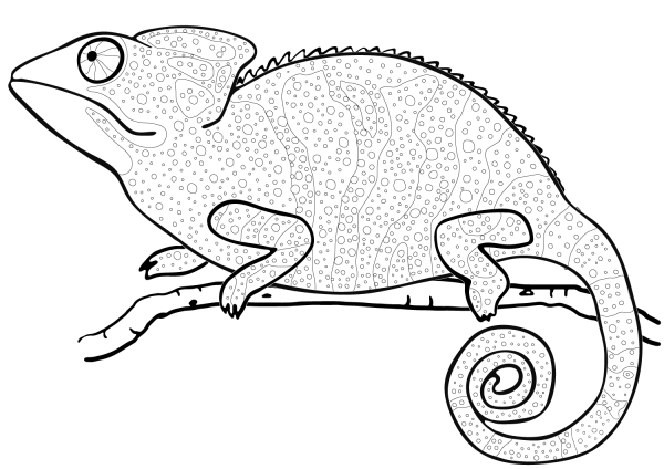 Chameleon coloring page image