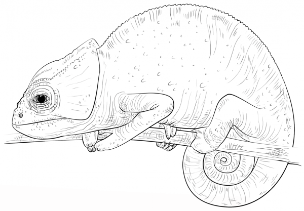 Chameleon coloring page image