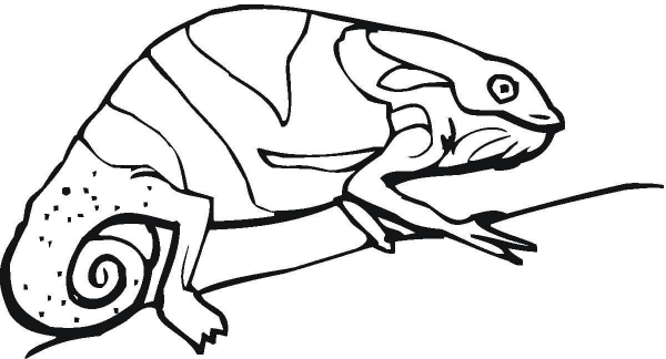 Chameleon On The Tree coloring page image