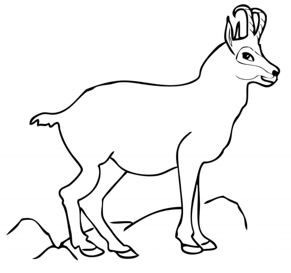 Chamois coloring page image