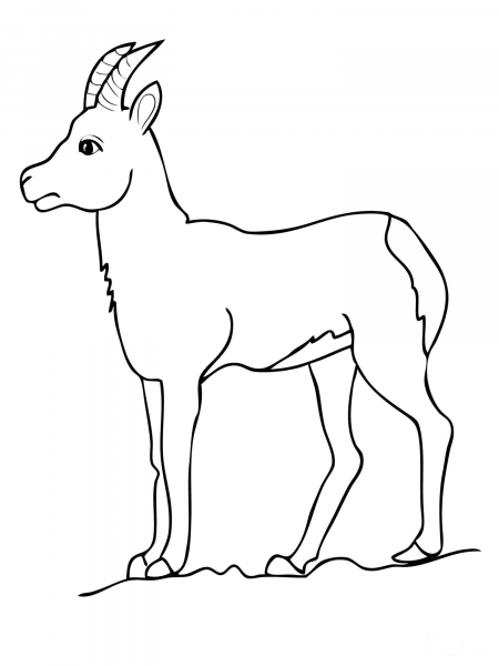 Chamois Goat Antelope coloring page image