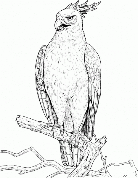 Changeable or Crested Hawk-Eagle coloring page image