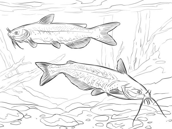 Channel Catfishes coloring page image
