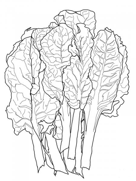 Chard coloring page image
