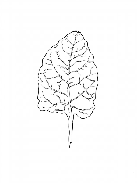 Chard Leaf coloring page image