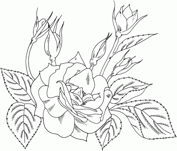 Charisma Yellow Red Floribunda Rose coloring page image